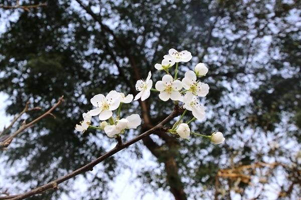 Vé máy bay đến Cao Bằng khám phá mùa hoa lê